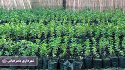 کاشت 37 هزار اصله نهال در منطقه یک بندرعباس