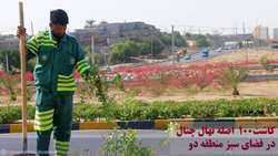 کاشت ۱۰۰ اصله نهال چنال در بلوار شهید رجایی 