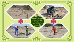 کاشت ۵۰۰ درخت مثمر در آرامستان بندرعباس در هفته بسیج