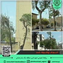 پاسخ‌گویی سریع به مطالبات مردمی؛ هرس درختان بلوار نواب انجام شد